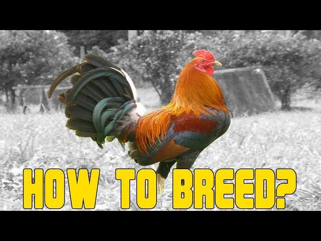 How to Breed Chicken A Beginners Guide