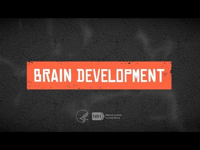 Teen Brain Development