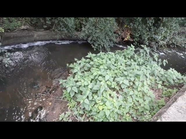 Nigel - Walk #5