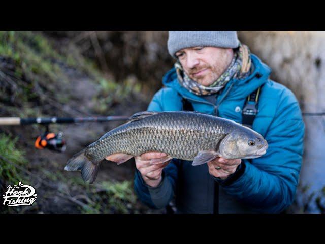 Winter Chub fishing UK - Baits and Rigs