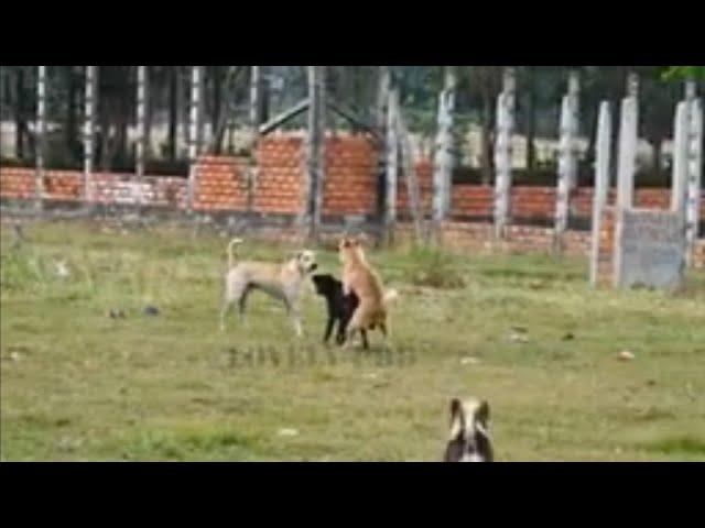 @solobirds village dogs mating#dogsvideo#dogslover#dogsbreeding