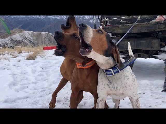 Screaming Eagle Outdoors - Hells Canyon Idaho Mountain Lion Hunt With Hounds Preview