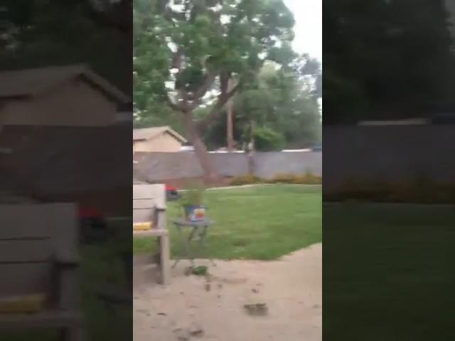 Storm Uproots Tree in Odessa, Texas