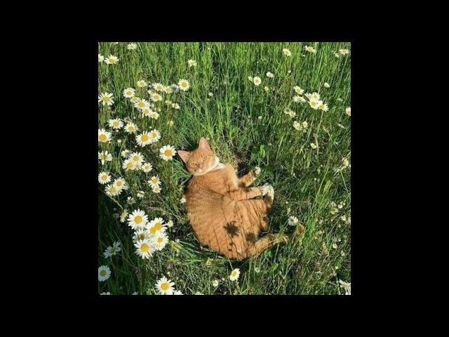 [free] dolly x glavie x lieu type beat - Neko days | (prod.D0G3)