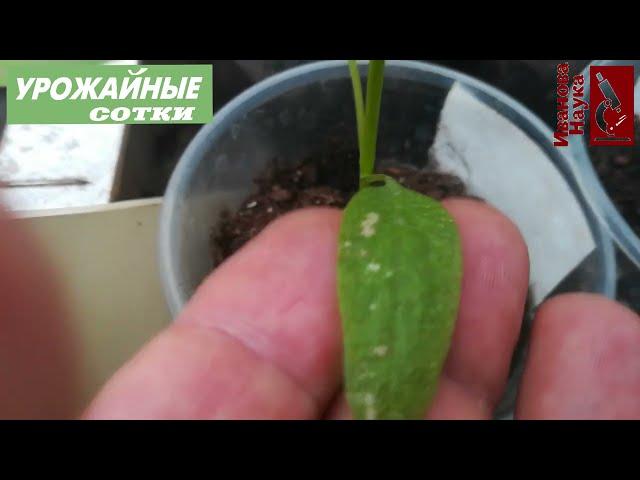 Главная беда рассады и 3 простых решения. Пятна, скручивания и подсыхание листьев - это все ОН!