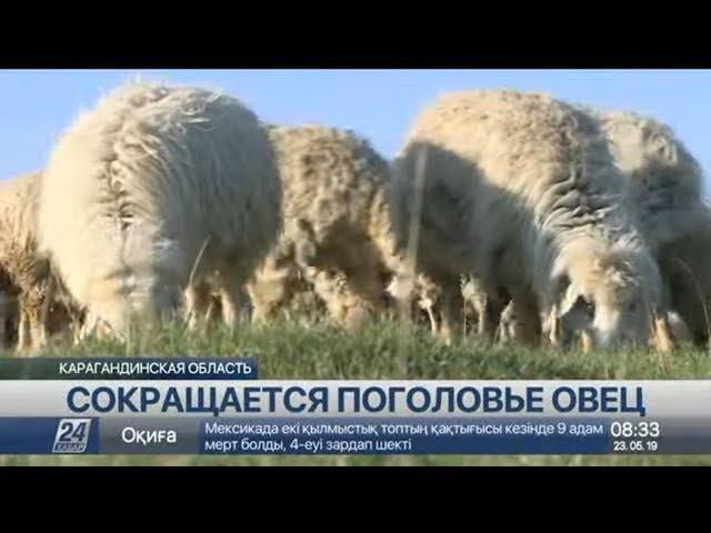 Поголовье овец сокращается в Карагандинской области