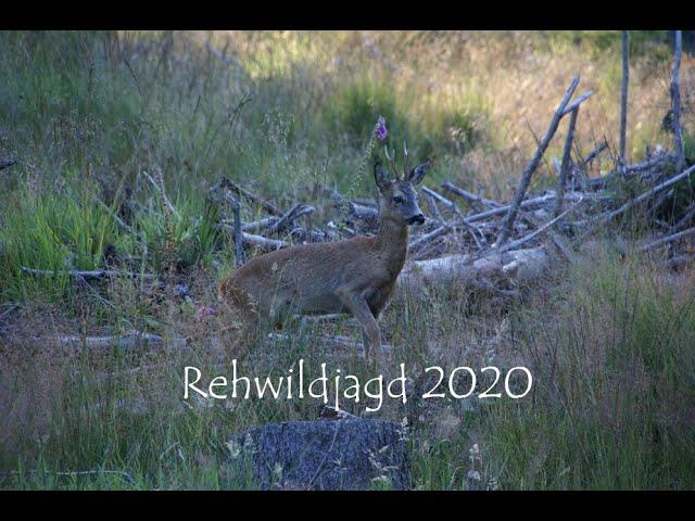 Rehwildjagd 2020