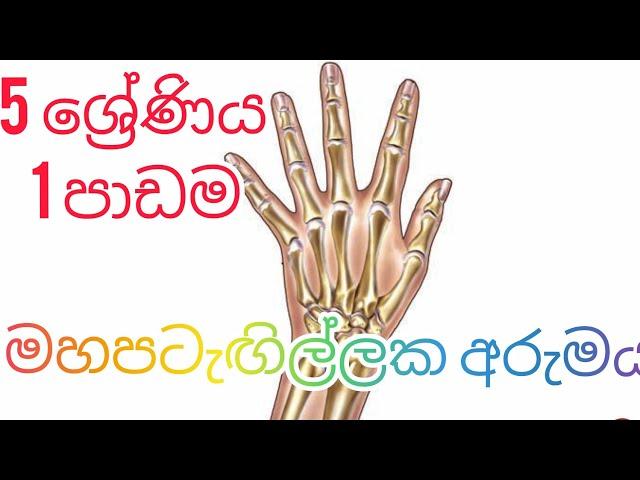 Grade 5 Sinhala - 5 ශ්‍රේණිය 1 පාඩම - මහපටැඟිල්ලක  අරුමය