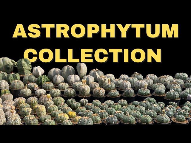 A Journey Through My Astrophytum Cactus Collection  | Cactus Tour