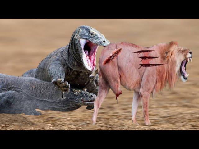 Surprising Lion Attack by Komodo Dragon Caught on Camera||Tiger vs Lion #lion #tiger #komodo