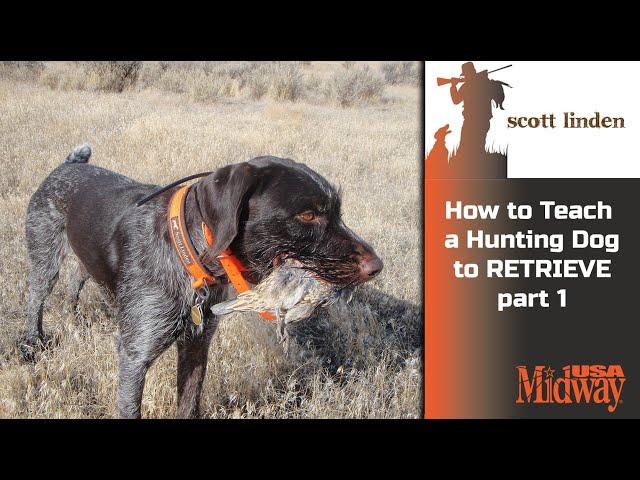 How to Teach a Hunting Dog to Retrieve part 1 | Scott Linden