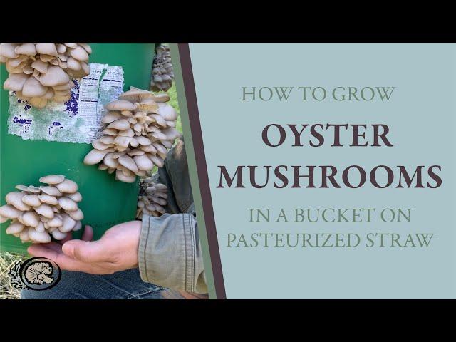 Growing Oyster Mushrooms in a Bucket: How to use a bucket and pasteurized straw to grow mushrooms.