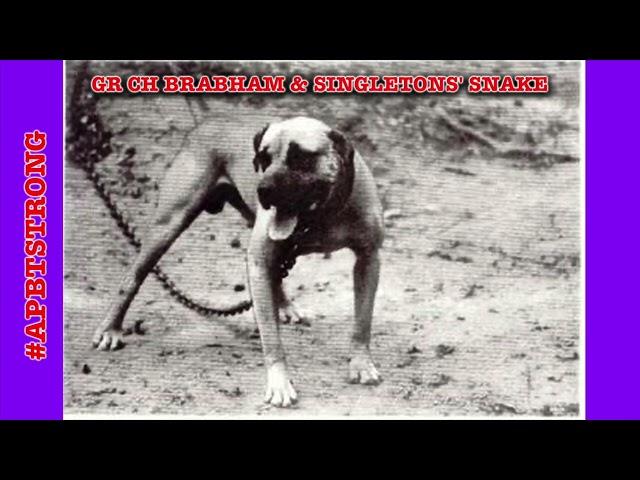 GR CH BRABHAM & SINGLETONS' SNAKE | THE REAL AMERICAN PIT BULL TERRIER INCREDIBLE STORY OF A LEGEND