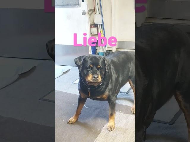 Liebe, My German Rottie.