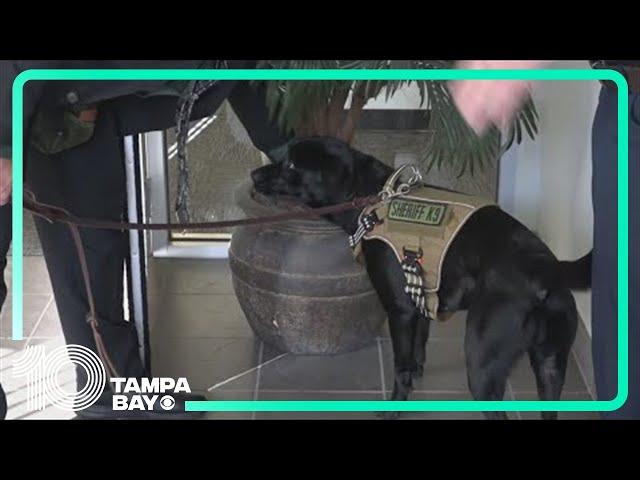 New electronics-sniffing dog helps solve crimes in Hernando County