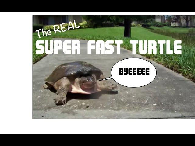 SUPER FAST TURTLE