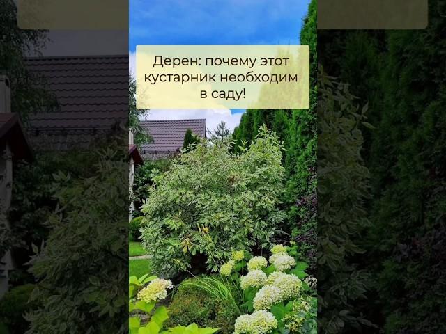 Почему дерен должен быть в каждом саду? Подробно в комментарии