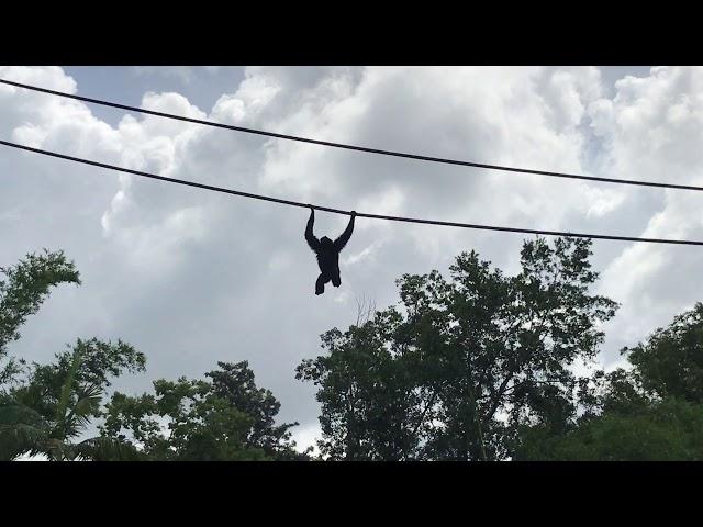 Gibbons Exhibit at Animal Kingdom