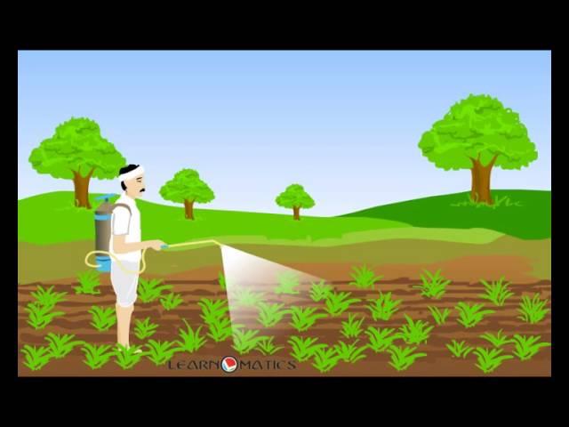 Cultivation of crops