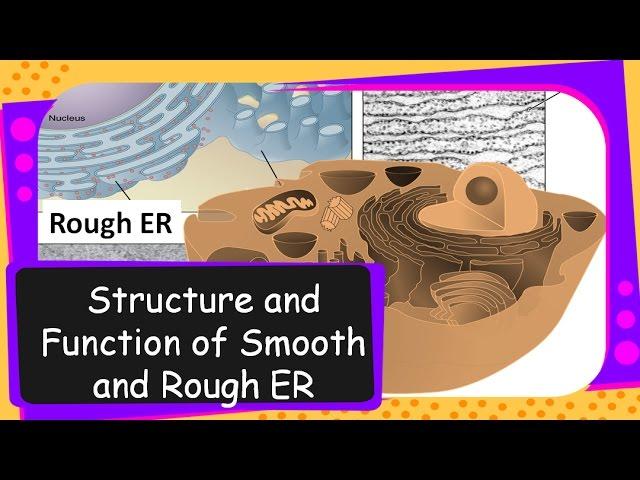 Science – Structure and Functions of Endoplasmic Reticulum – English