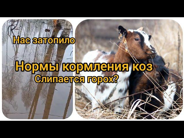 Нормы кормления коз. Слипается горох гранатами. Нас затопило.