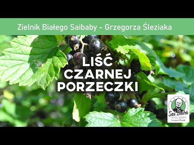 Zielnik Białego Saibaby - Liść czarnej porzeczki