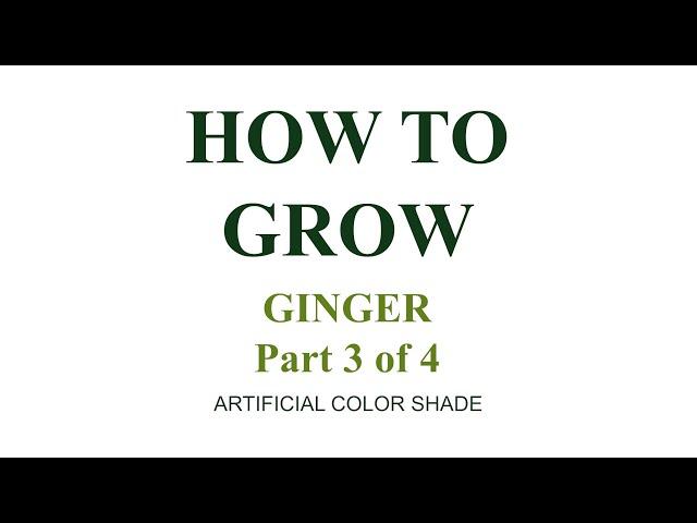 How to Grow...Ginger: Part 3 - Artificial Color Shade