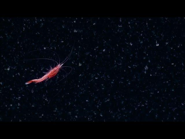 Spectacular Swimming Shrimp | Nautilus Live