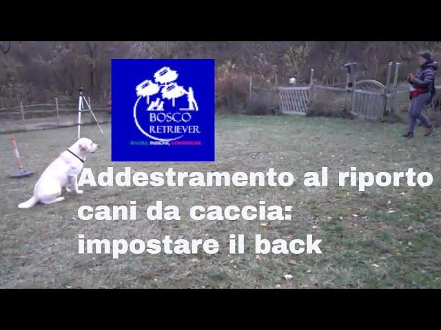 Addestramento al riporto cani da caccia: impostare il back