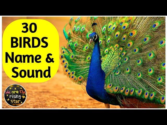 30 Birds Name | पक्षियों के नाम | Birds Sound | WATRstar