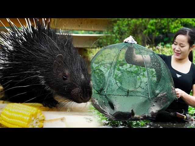 Full-video: Build Bamboo Houses For Hedgehogs, Houses For Dogs, Make Mini Hydroelectricity