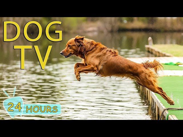 DOG TV: The Best Video Entertainment to Boredom & Anxiety for Dogs When Home Alone - Music for Dog