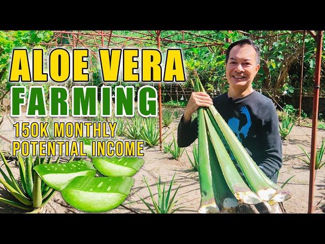 AMAZING ALOE VERA FARMING | PWEDE PALANG KUMITA UP TO 150K SA ISANG BUWAN SA PAGTATANIM NG ALOE VERA