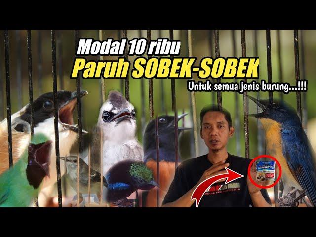 Modal 10 ribu BURUNG jadi GACOR SUARA MENGKRISTAL||Untuk semua jenis burung