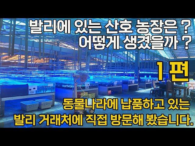 산호수출하는 외국 업체를 직접 찾아갔습니다. 1편   (동물나라에 산호를 납품하는 인도네시아 발리 , 자카르타 에 있는 업체)