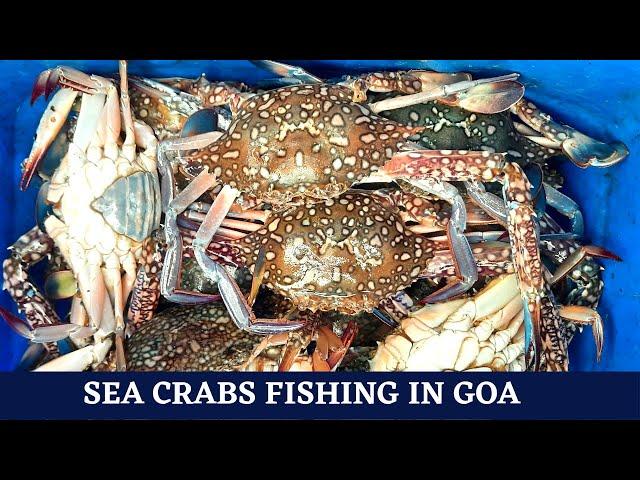 Sea Crabs Fishing In Goa With Nets.#fishingingoa