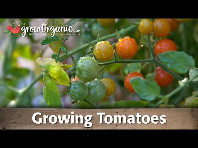 Growing Tomatoes Organically