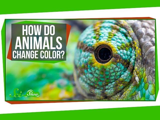 How Do Animals Change Color?