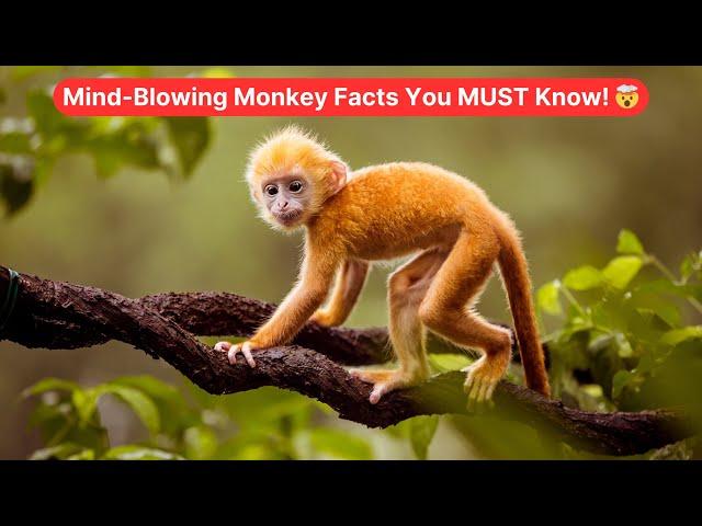 Amazing Monkey Facts For Kids | Fun & Educational Wildlife Video #EducationalVideo #TopKidsZone