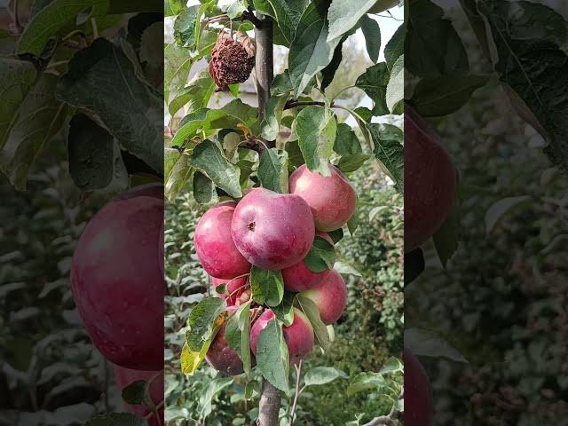 СОРТ ЯБЛОНИ БЕЛОРУССКОЕ СЛАДКОЕ  #сад #яблоня #fruit