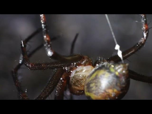 Australian Funnel Web Spider