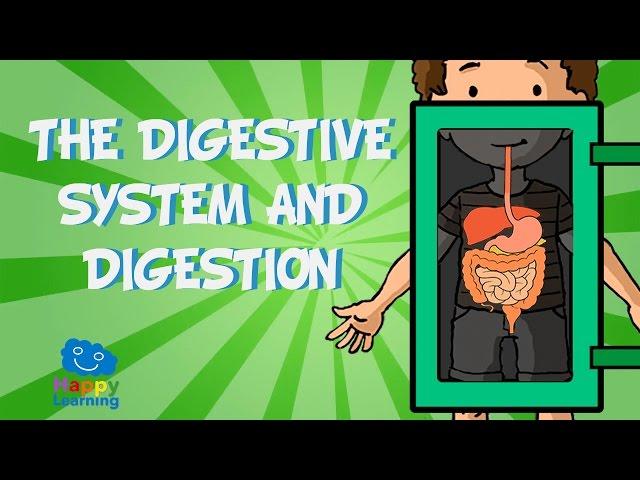 The digestive system and digestion | Educational Video for Kids