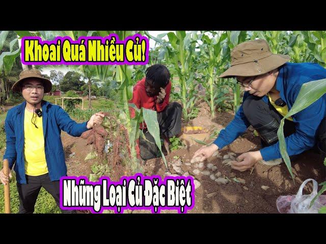 Một Ngày thêm các loại củ||Kết quả nhân giống khoai lang Nhật tại Angola|| Cuộc Sống Châu Phi