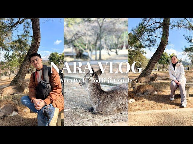 Day 7 - Nara Japan Vlog 2024 | Nara Park | Todai-ji Temple