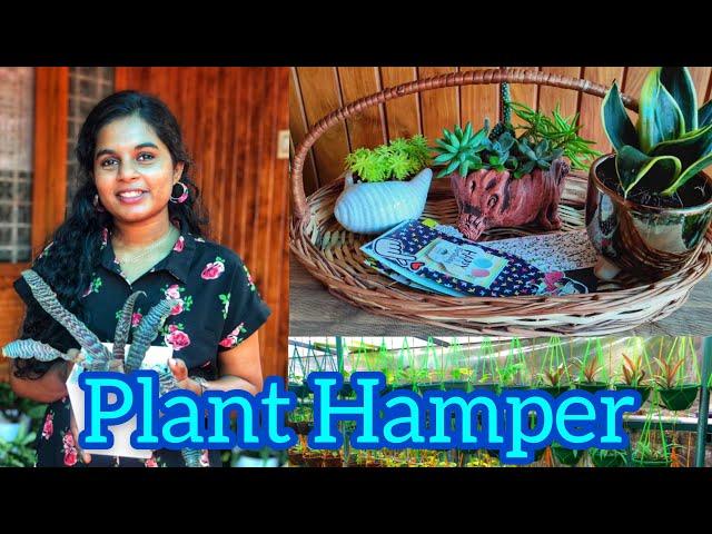 Plant Hamper | Artsy Planter Indoor Plants Nursery | Jobin Magic World