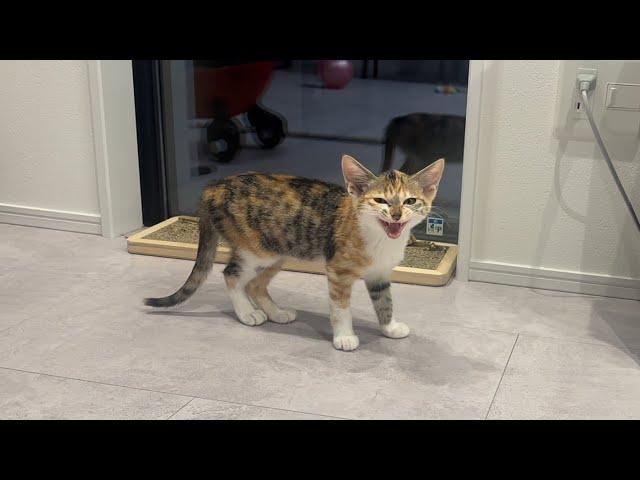 シャーシャーだった野良猫にママが沢山話しかけたらまさかのこうなりました【とらまる】