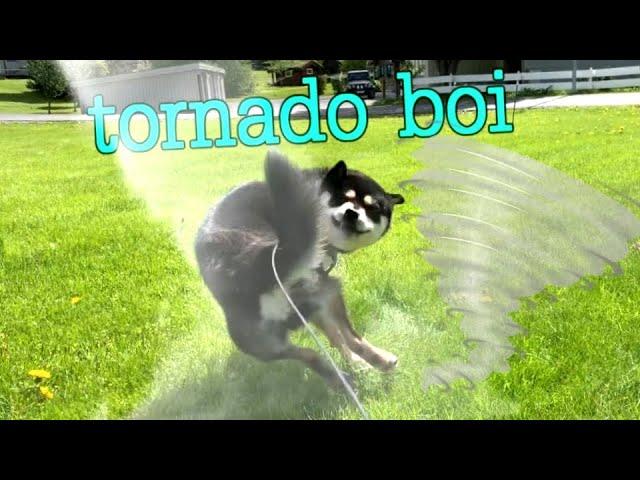 Tornado Boi