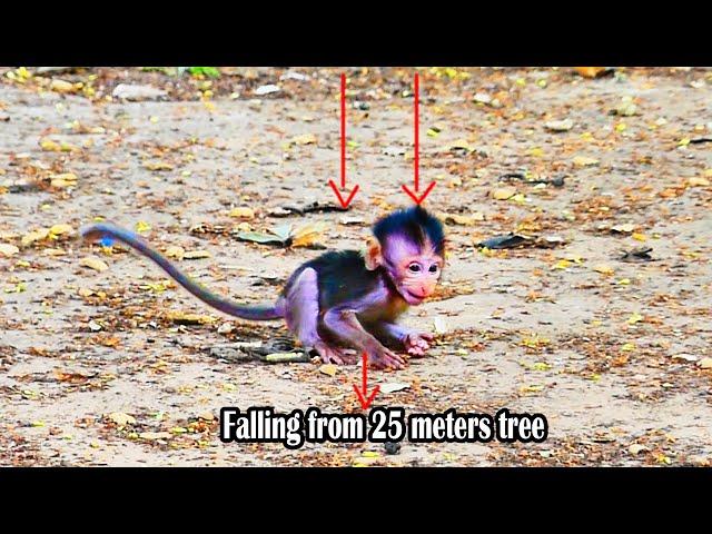 G0dHeIp! Monkey baby got almost unconscious falling from 25 meter tree while his mom-was-A.ttaacked