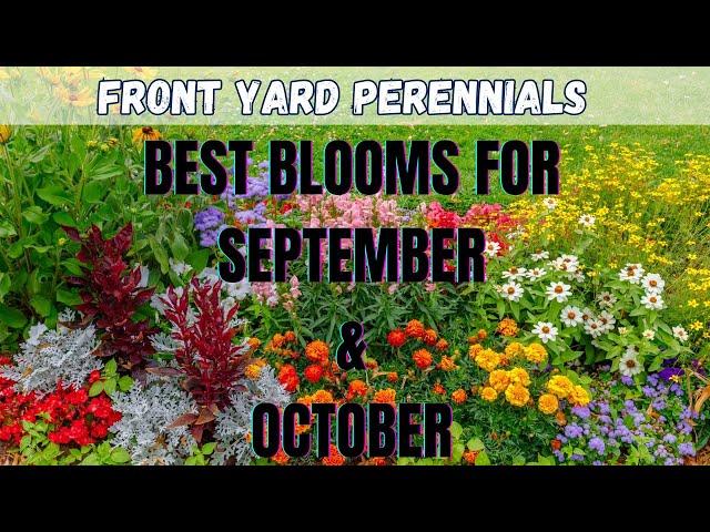 Front Yard Perennials | Best Blooms For September & October | Front Yard Landscaping Ideas