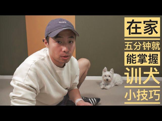 在家五分鐘就能掌握的訓犬小技巧1